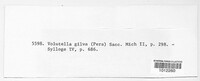 Volutella gilva image